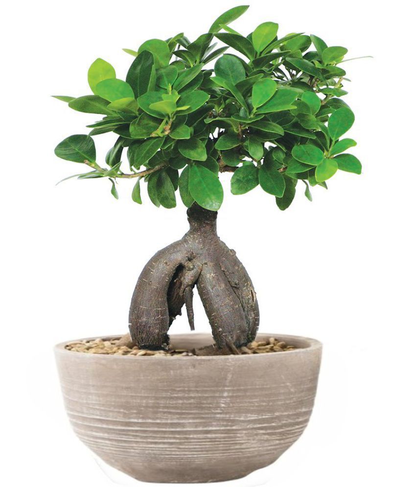 bonsai plant