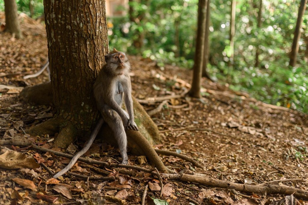 Monkey Forest in Bali