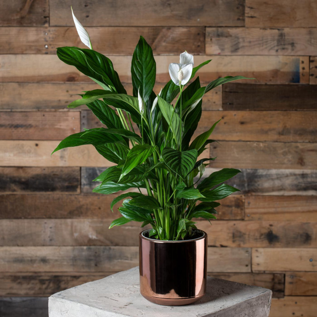 Best Indoor Plants For Air Purification