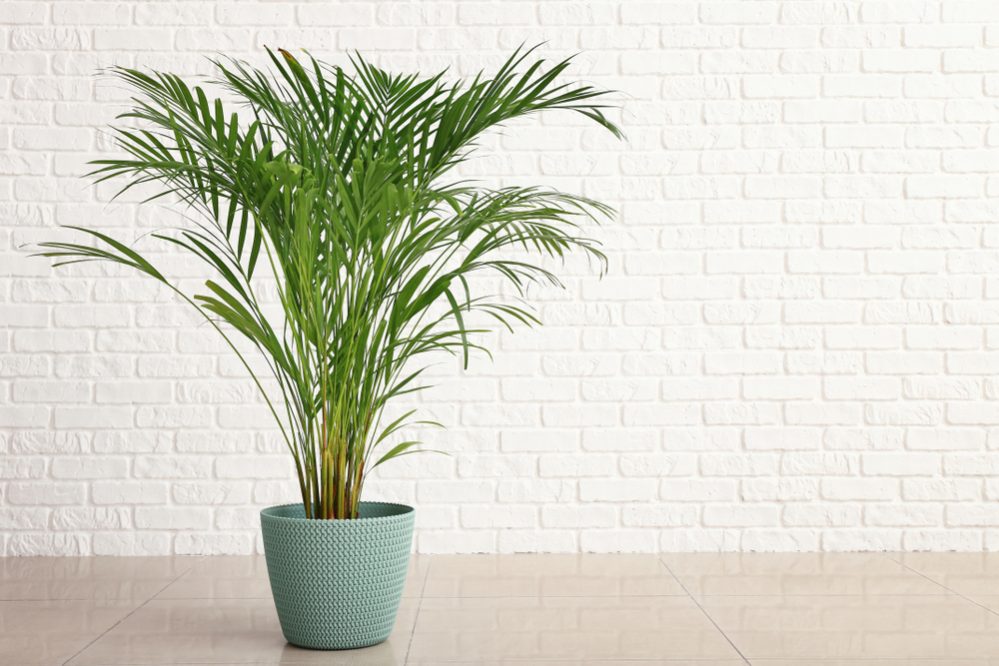 Indoor Plants Online