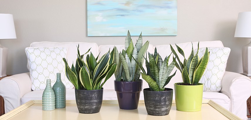 Buy House Plants Online