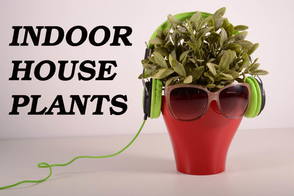 Best House Plants