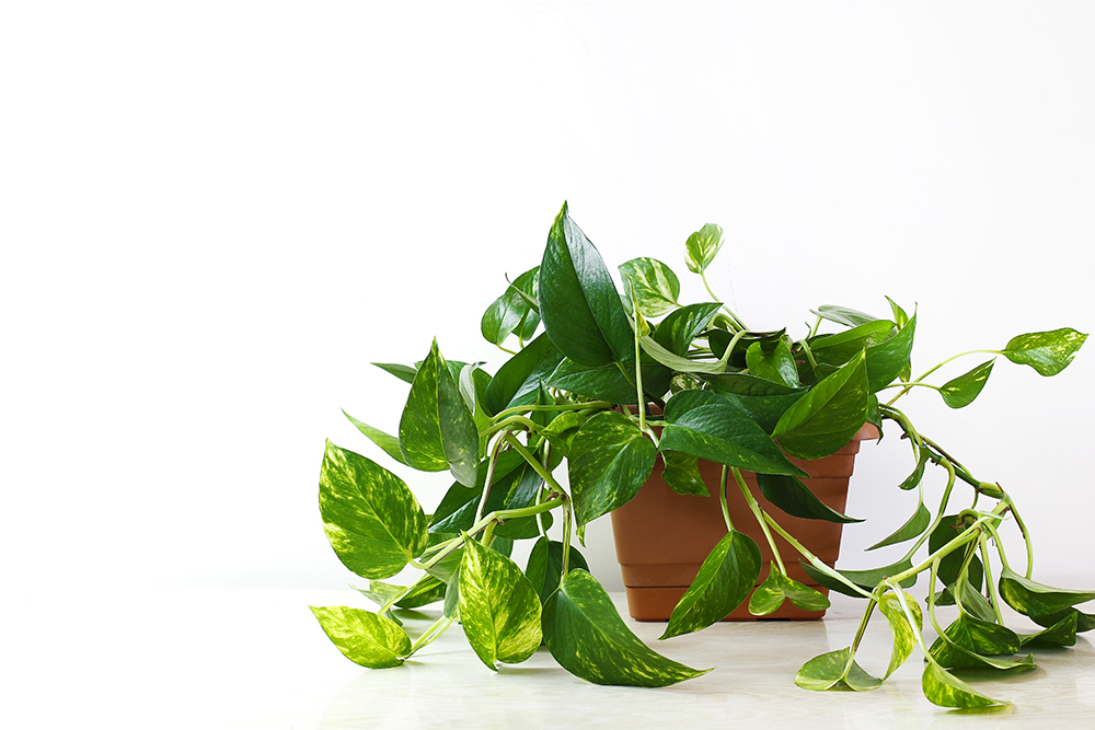 Low Light Indoor Plants