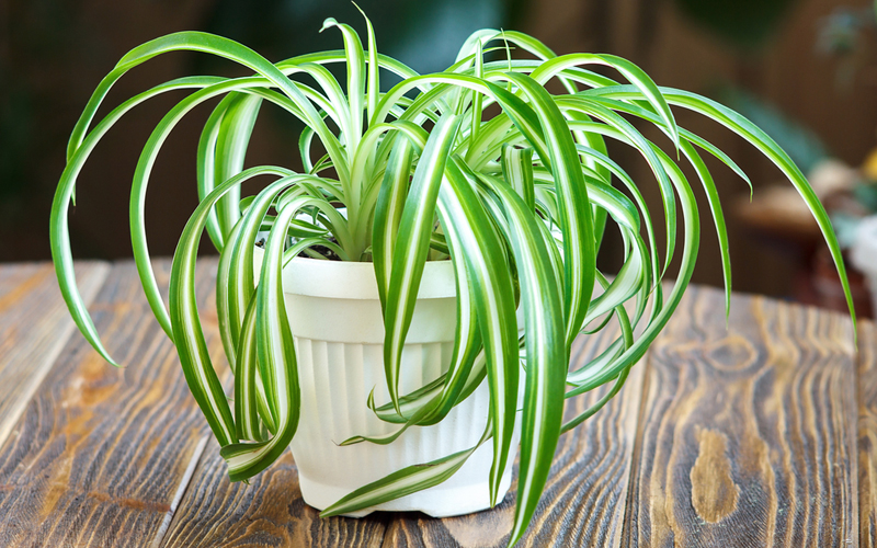 Order Indoor Plants Online