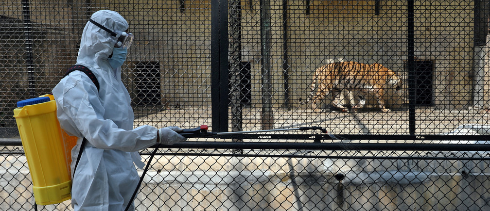 Coroavirus Effects On Animals