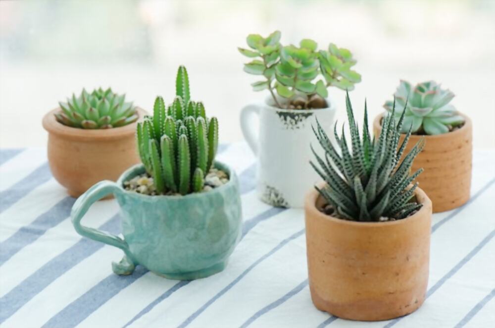 Indoor Plants