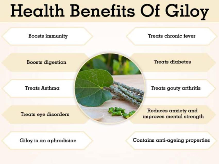 Health Benefits Of Giloy