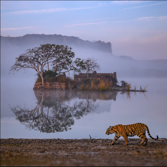 ranthambore place for honeymoon in india
