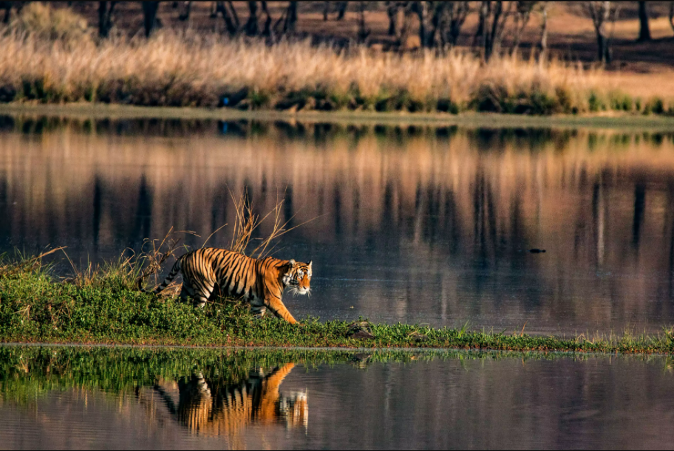sundarbans wildlife sanctuary