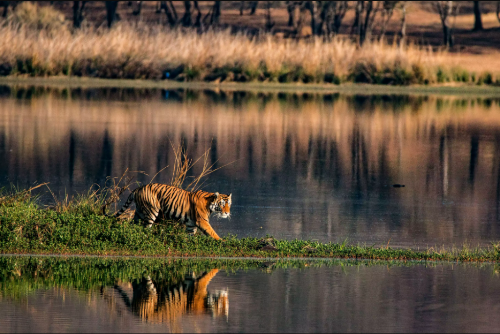 sundarbans wildlife sanctuary 